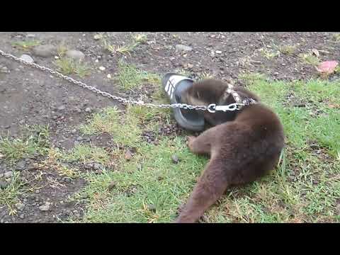 Seru Nya Bermain Dengan Otter Sero Brang Brang Kaskus