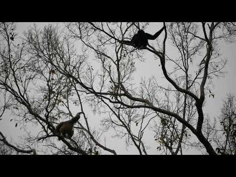 Pileated Gibbon Pair Calling