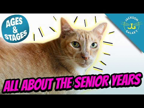 The Senior Cat Years | Cat Ages and Stages