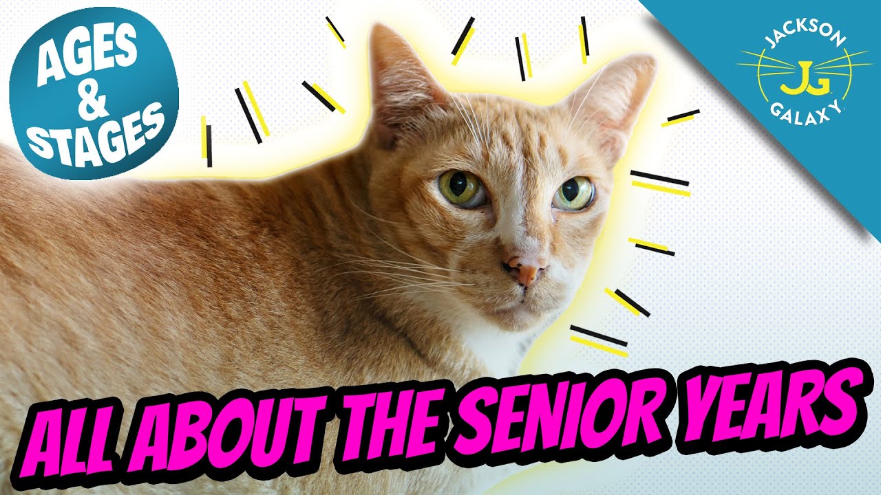 The Senior Cat Years | Cat Ages and Stages