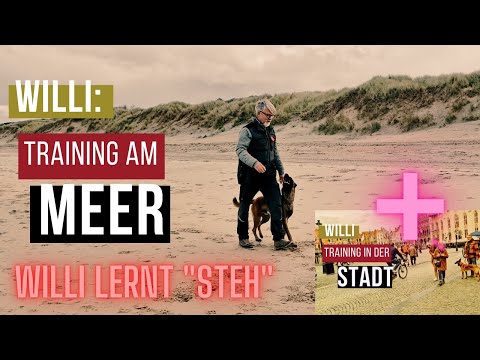 IGP 2: Steh aus der Bewegung + Stadttraining + Sozialisierung vom Hund