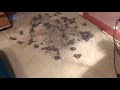 Bissell Different Rug