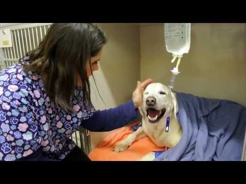 Anesthetic Procedure - Crestwood Animal Clinic