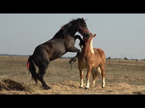 Manjii lui Adi de la Giroc, Timis - 2019 Nou!!!