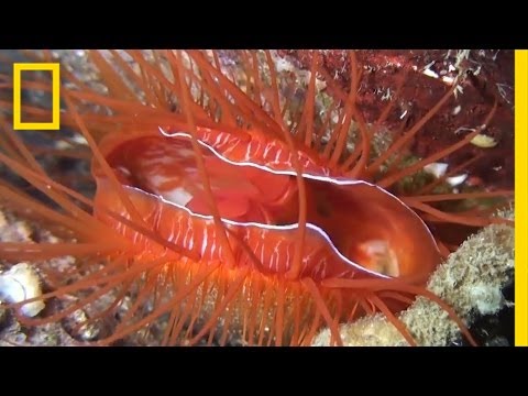 Electric Disco Clams Exist—Watch Them Light Up This Coral Reef | National Geographic