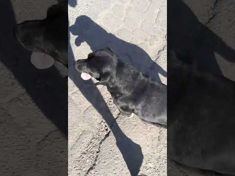 El dia que se me perdio blacky