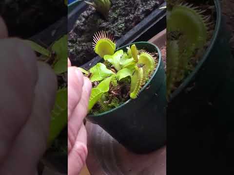 Venus flytrap damn earwig!