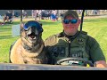 When Retired Police Dogs Are Reliving Their Puppy Days Funny Dog Videos