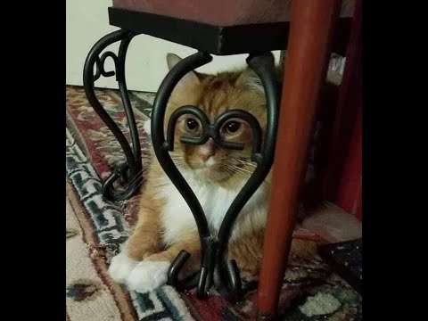 😺 Коты всё контролируют! 🐈 Видео смешных кошек и котят для хорошего настроения! 😻