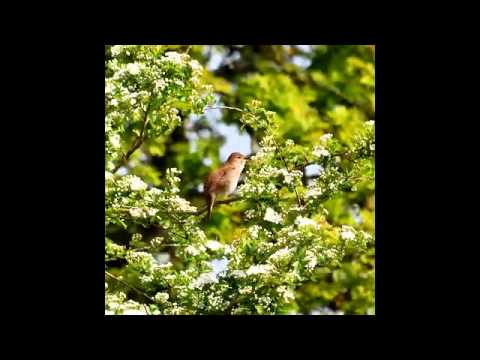 Këndon bylbyli poshtë te zalli - Luçije Miloti dhe Ibrahim Tukiqi