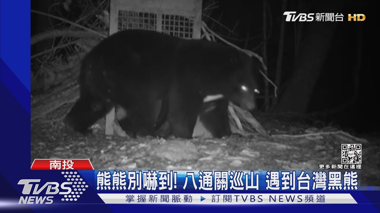 熊熊別嚇到！　八通關巡山遇到台灣黑熊