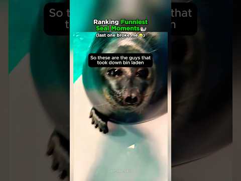 Ranking the Funniest Seal Moments!