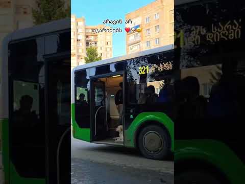 საყვარელი ცუგო 😄❤️🐶 The Life of Georgian Dogs in Tbilisi🇬🇪