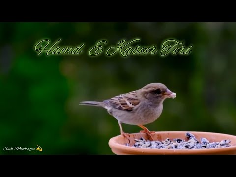 Heart Touching Beautiful Hamad 2024 | Hamd E Kaseer Teri - Shukar Tamam