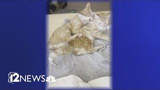 Money Saving Monday: Adopting a pet can help you save big