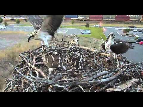 Hellgate Osprey cam Aug  08