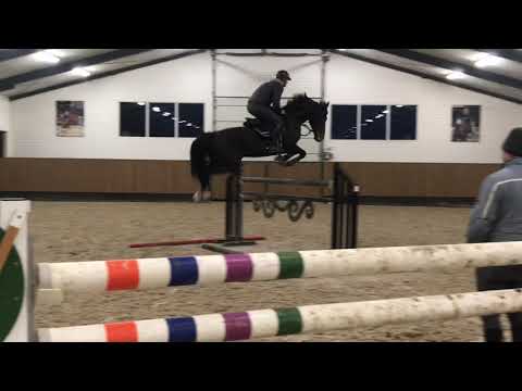 5y Stallion by PLOT BLUE x EMELION **FOR SALE**