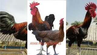 Download lagu Kumpulan suara kokok ayam pelung, jawara kontes mp3 Download lagu Kumpulan suara kokok ayam pelung, jawara kontes mp3