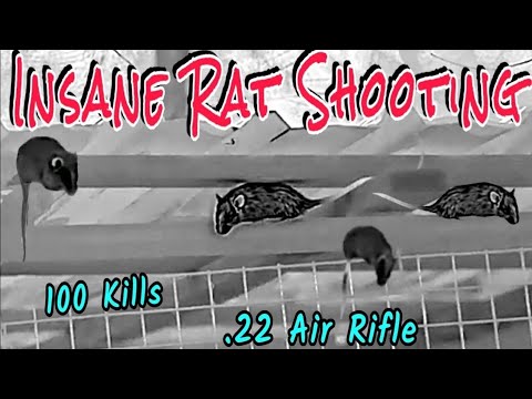 Insane Rat Shooting • 100's of Rats • Best thermal hunting setup