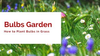 HOW TO PLANT BULBS IN GRASS