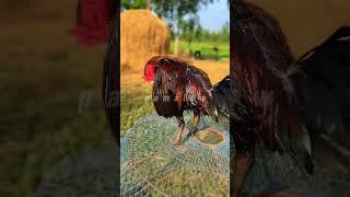 Download lagu Cara mandikan ayam Pama dan mangon mp3 Download lagu Cara mandikan ayam Pama dan mangon mp3