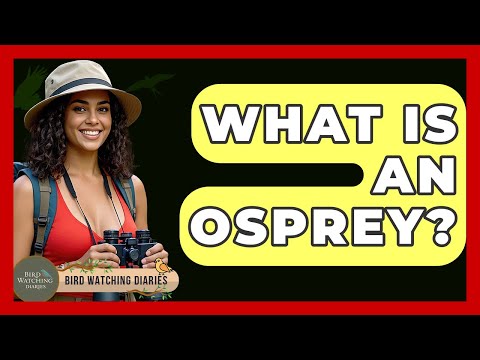 What Is An Osprey? - Bird Watching Diaries