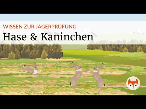 Hasentiere in der Jägerprüfung – Feldhase, Schneehase, Wildkaninchen einfach erklärt 🐇🌾 (Vorschau)