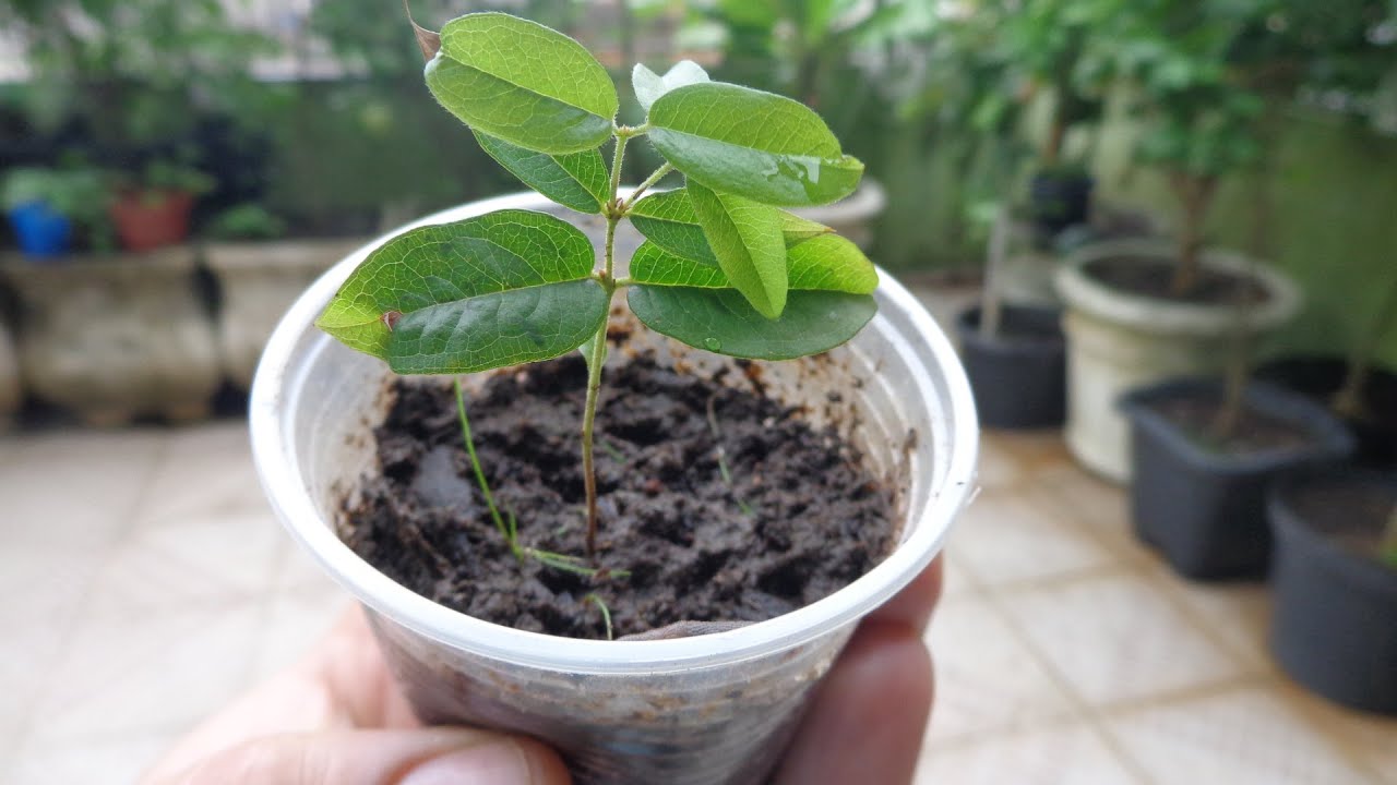 Como produzir mudas de jabuticaba através de sementes.