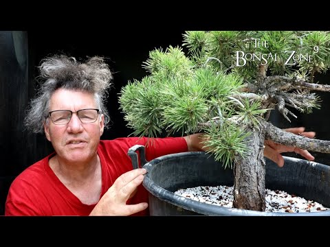 Work Begins on My 60th Birthday Scots Pine, Part 2, The Bonsai Zone, July 2022