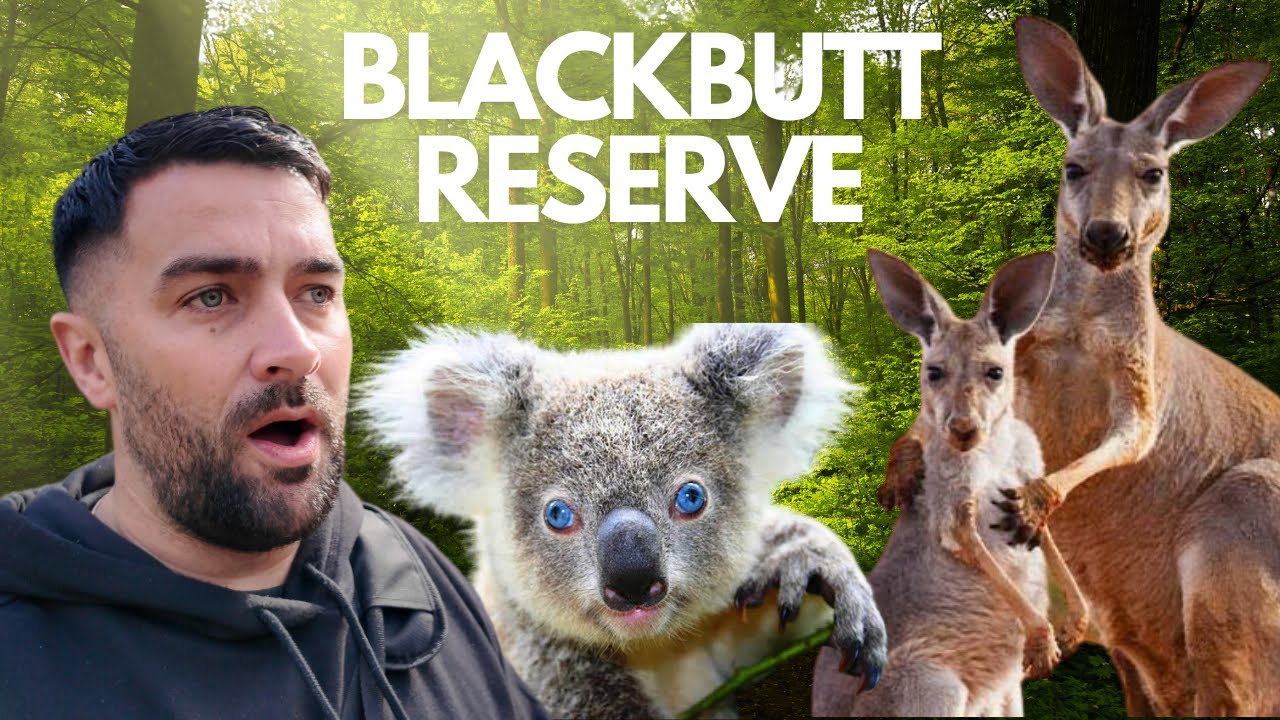 A traveler embarks on a journey to Blackbutt Reserve.