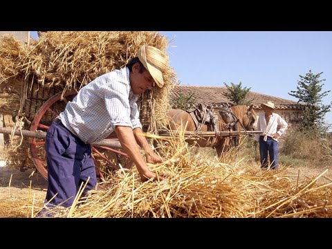 , title : 'SIEGA, TRILLA y transporte tradicional de la paja y del grano. Recuerdos agrícolas | Documental'