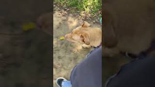 Video preview image #1 Labrador Retriever Puppy For Sale in Crandall, GA, USA