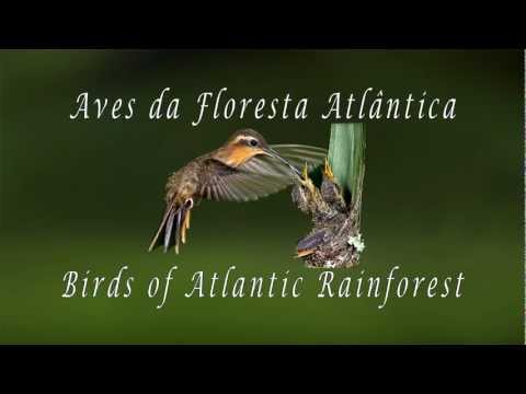 Aves Alimentando Filhotes Vol 2 - Birds Feeding Nestlings Vol 2