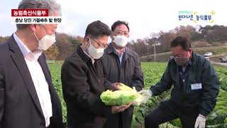 김현수 장관, 충남 당진 가을배추 밭 현장 점검