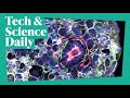 Scientists create ‘human embryos’ with no egg or sperm ...Tech & Science Daily