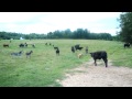 Donkey Attacks Dog The Kick Is Up Its GOOD