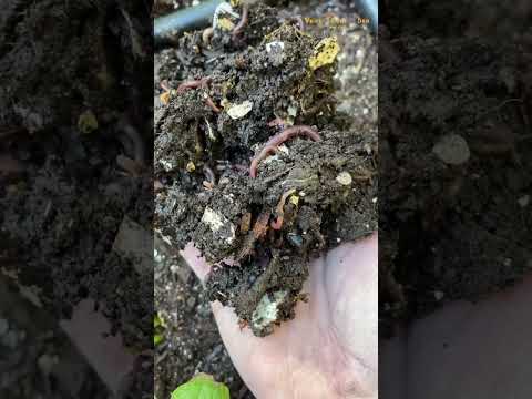 BERNARD CAMPBELL Telugu Commercial on Your Crop Doctor