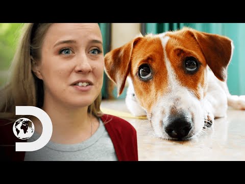 How Do Dogs Know When You're Sad? - YouTube