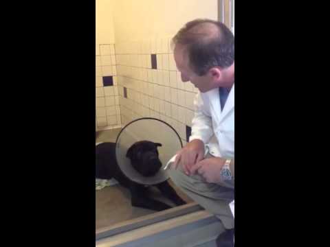 Dr Belman’s Rounds at Pet Stop