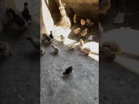 #chalatenango #nombredejesus