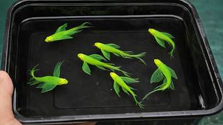 World's Most Beautiful Fish That You Can Actually Own