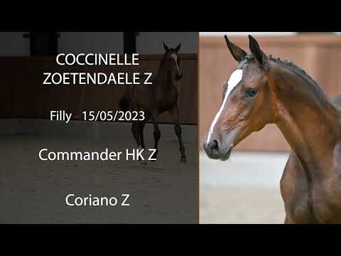 Coccinelle Zoetendaele Z (Commander HK Z x Coriano Z)
