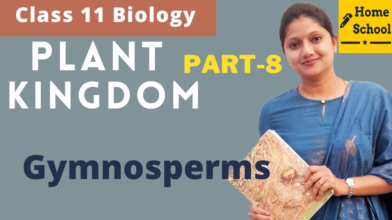 Plant kingdom Biology Class 11 | Gymnosperms | Part-8