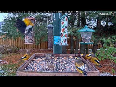 Evening Grosbeaks Aflutter At The Ontario FeederWatch Cam Tray Feeder – Oct. 22, 2020