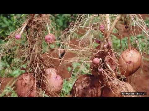 2018 04 25 PM Public Teaching in Romanian - Cursuri publice în română