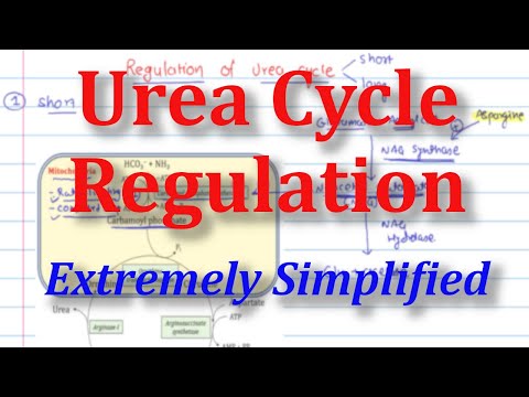 Urea Cycle Regulation Made Easy with CPS-1 & NAG Explained