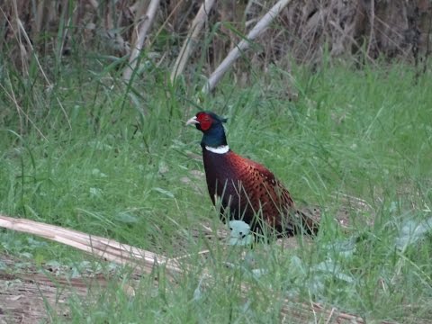 Chasse Polowanie na bażanty 83