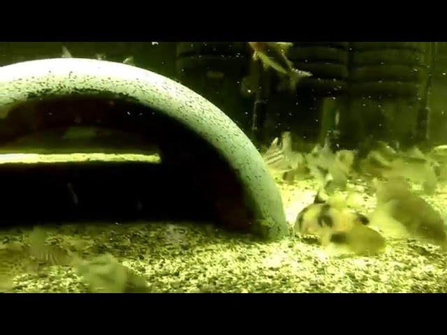 Corydoras tank