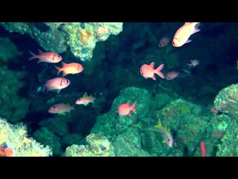 Коралловый риф: Подводный мир Египта. / Документальный фильм