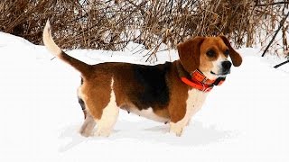 preview picture of video 'Skyview's Beagles Nascar Beagles Rabbit Hunting WV'